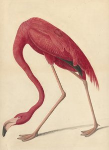 Greater Flamingo, 1838 (wc, munanvalkuainen ja grafiitti paperilla)